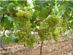 Carmel grapes